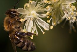 Biene an Lindenblüte